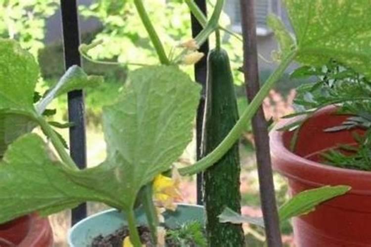 黄瓜什么时候用高钾肥料 怎么施肥提高产量