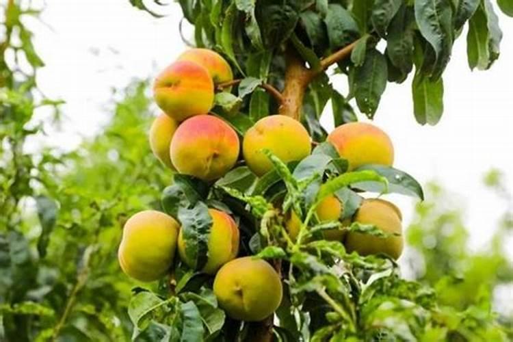 二胺用来养花可以吗？