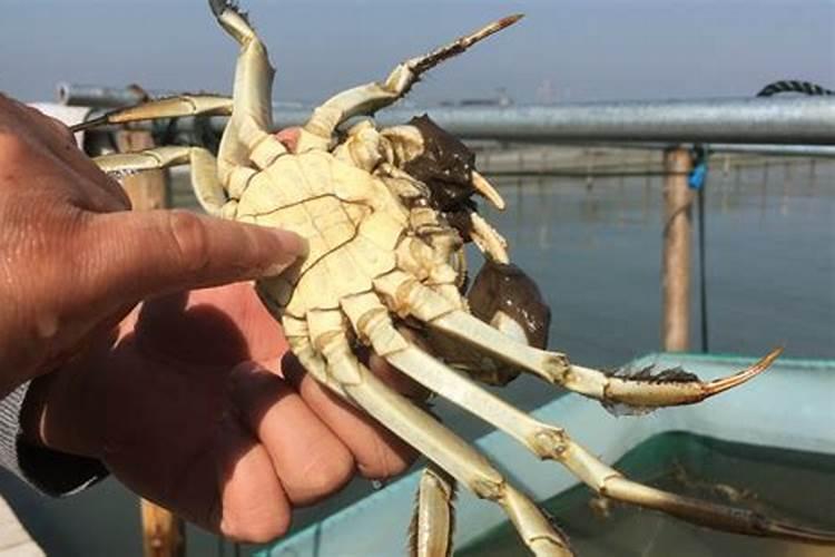 螃蟹养殖后期水肥好还是水瘦好？