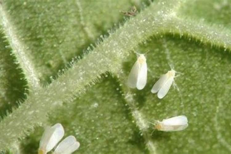 南方露地甜瓜白粉虱如何防治？