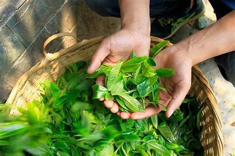 喷茶叶用什么海藻叶面肥