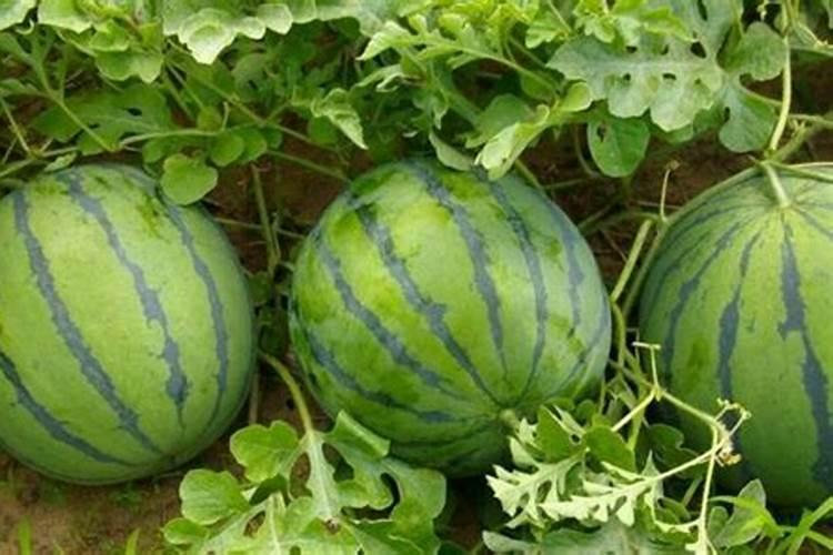 哈密瓜施肥最佳时间