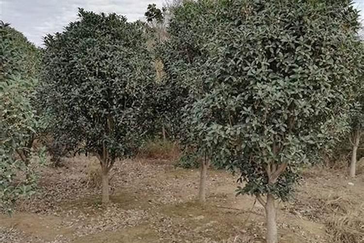 刚移栽的桂花树如何浇水施肥