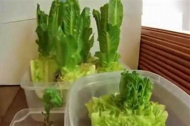 蔬菜可以用哪些叶面肥？分别有什么作用？