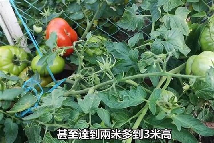 为什儿小蕃茄总会黄毛呢