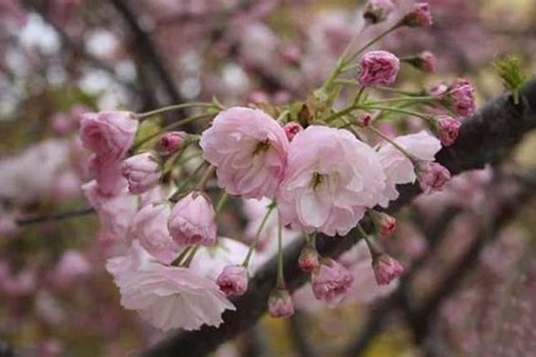 怎样给樱花树施肥