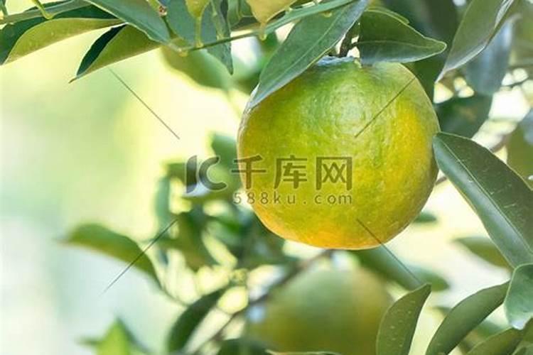 种植沙糖桔南丰蜜桔马水桔和金桔用什么叶面肥好？