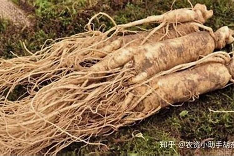 法师用什么肥料叶片又厚又肥