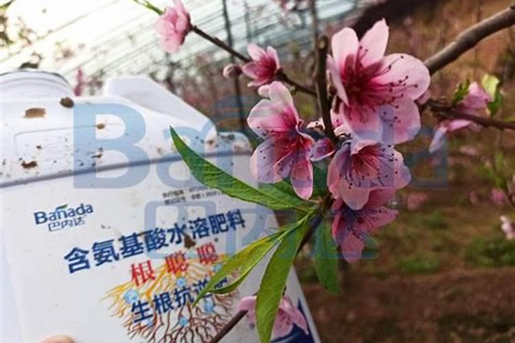 君子兰开花需要什么肥料