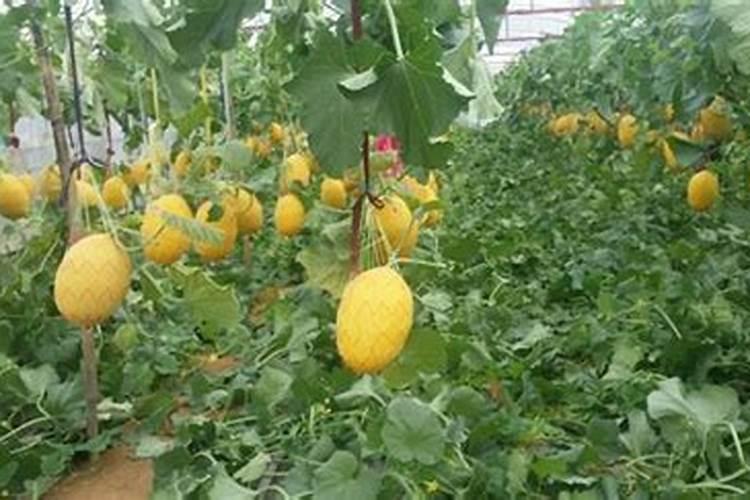 哈密瓜膨果期怎样施肥