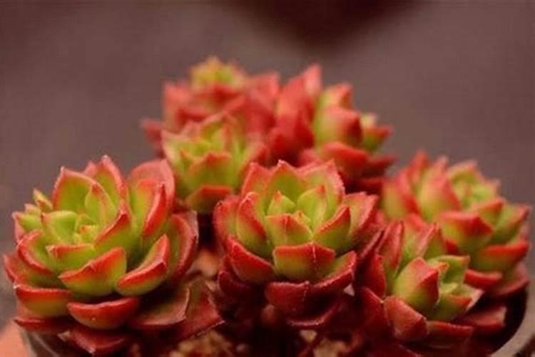 多肉植物施什么肥