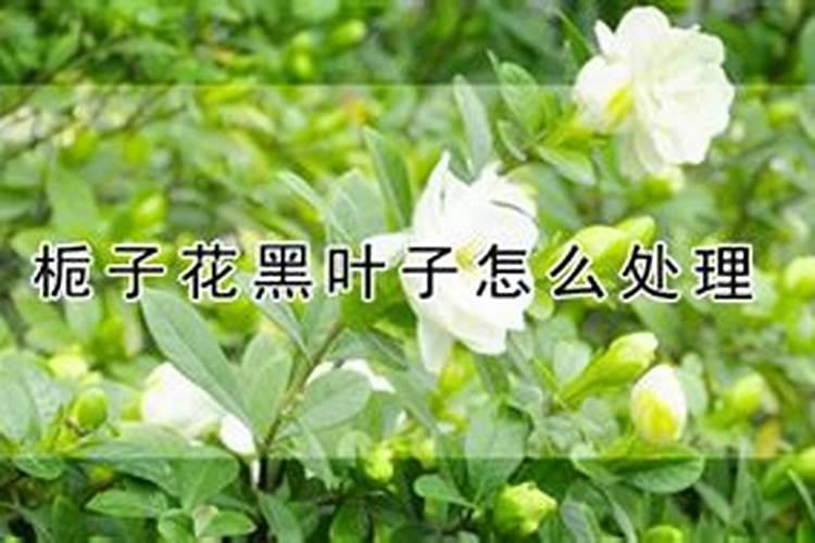 栀子花怎么施肥