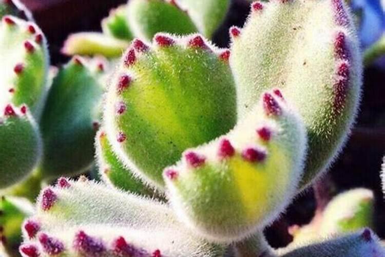 熊童子开花是好兆头吗 它的风水寓意