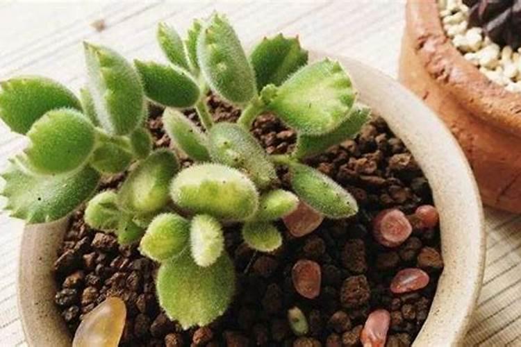 熊童子冬天怎么养,冬季必须要做好以下5点 多肉植物  9252儿童网百度...