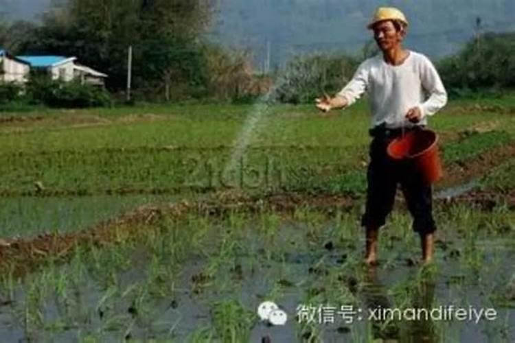 施肥注意事项及方法 施肥需要注意什么