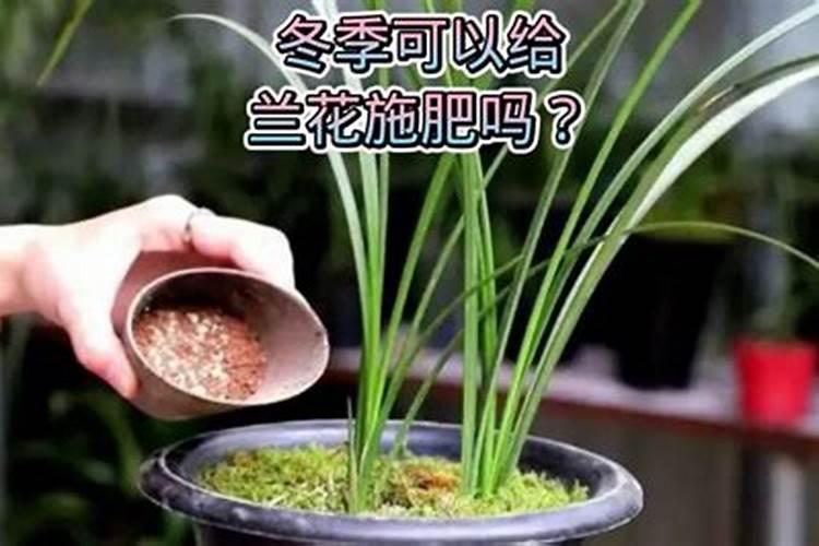 兰花冬天施什么肥最好