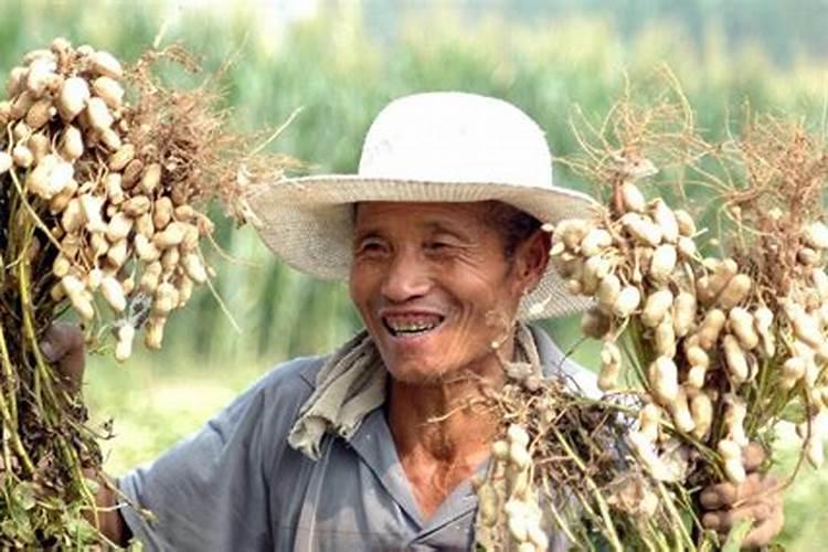 种花生什么时候施肥,花生什么时候施肥好