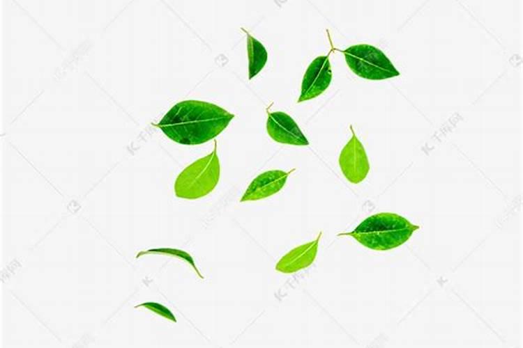 让树叶茂盛的方法(怎么样才能让树叶更快腐烂)