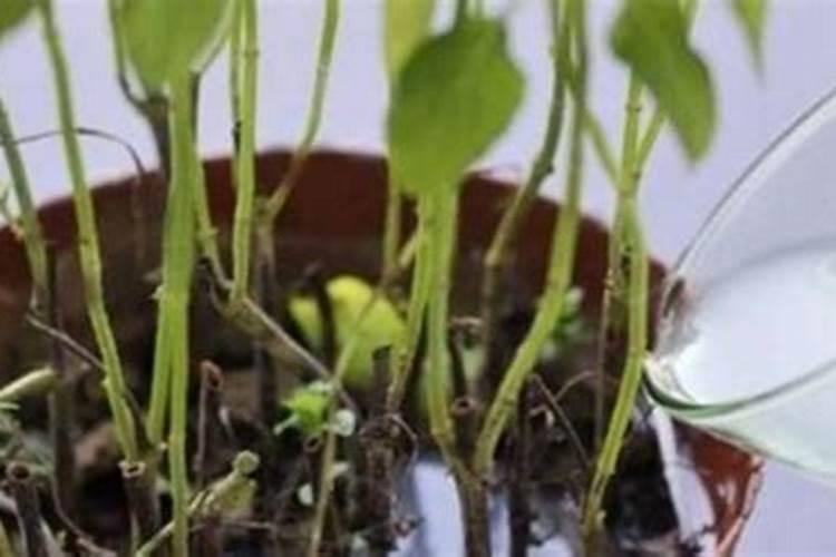 茶花什么情况下注意浇水施肥