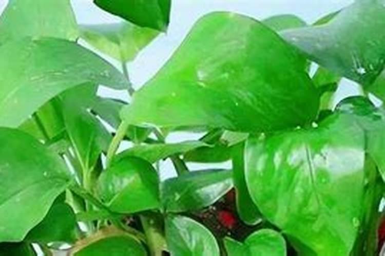茶叶种植养护方法种植茶叶的高效方法