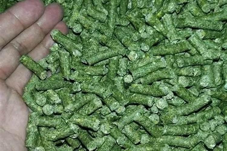 怎样种植皇竹草