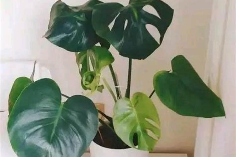 龟背竹怎么施肥？