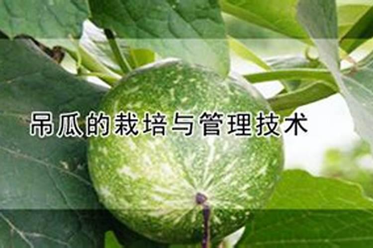 西瓜的栽培技术是什么？
