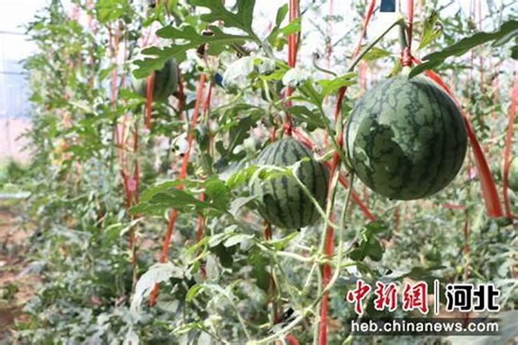 几月份种植丝瓜