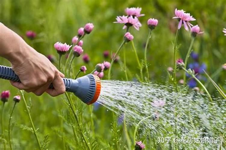 买的花肥可以掺在水里浇花吗
