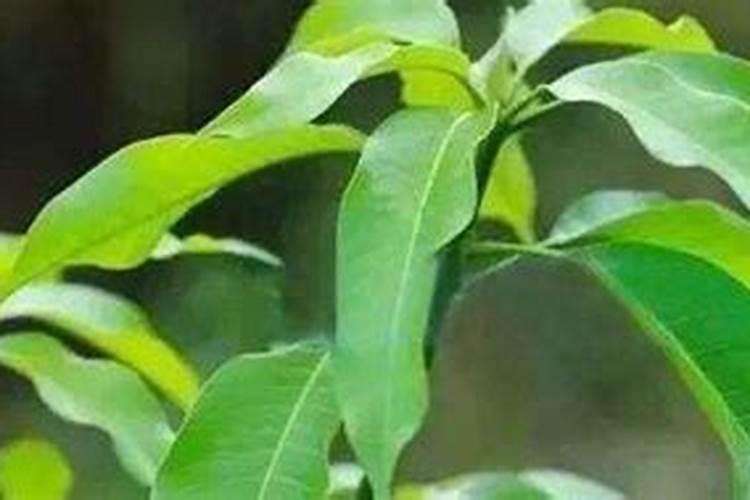 西红柿根腐病用什么药效果最好
