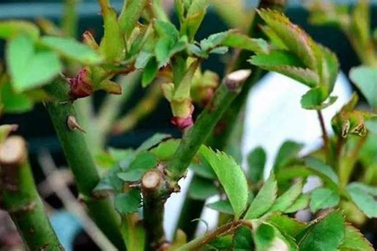 刚发芽的月季可以施肥吗？夏天月季发芽怎么施肥
