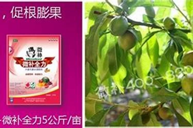 桃树硬核期施什么肥