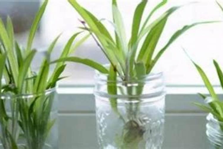 怎样正确地施用硼肥？