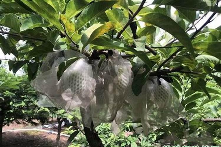 怎么用钻地荔枝果荔枝果怎么吃