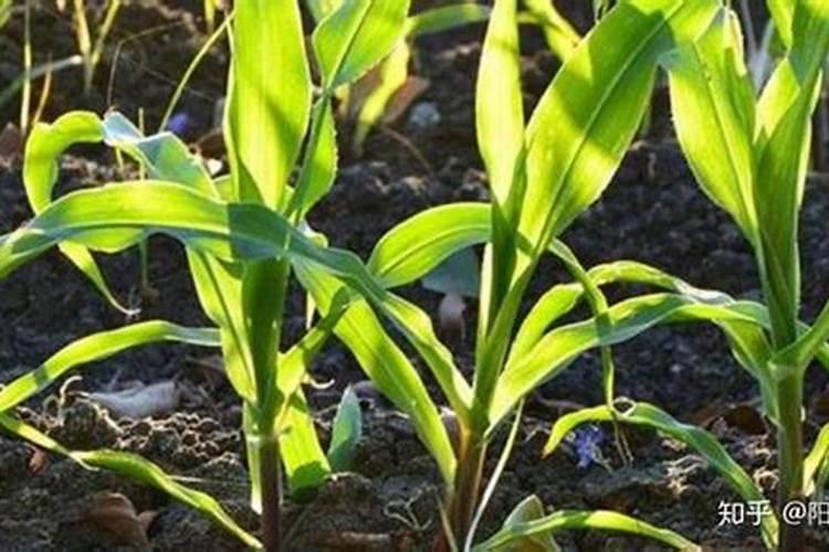 什么东西可以做兰花肥