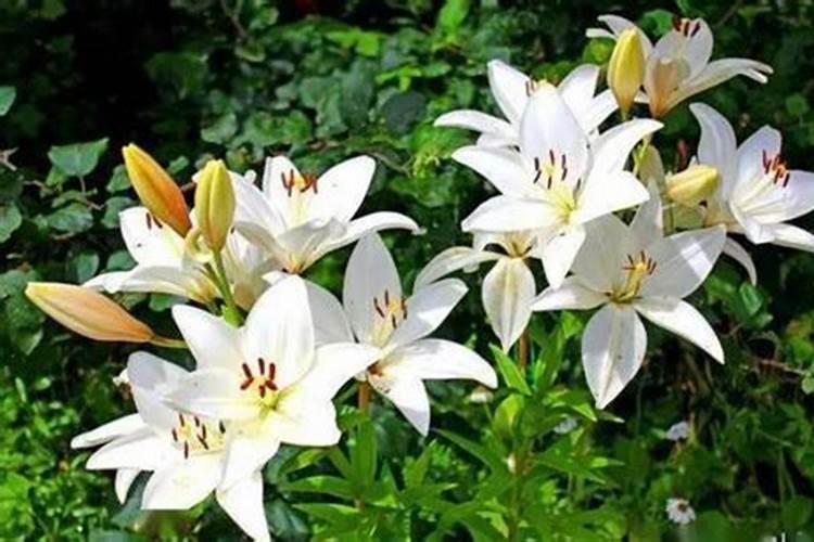 百合花花期多久,百合花开花后怎么处理/施肥浇水养护