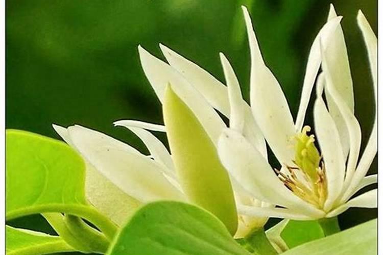 白兰花春天怎么养