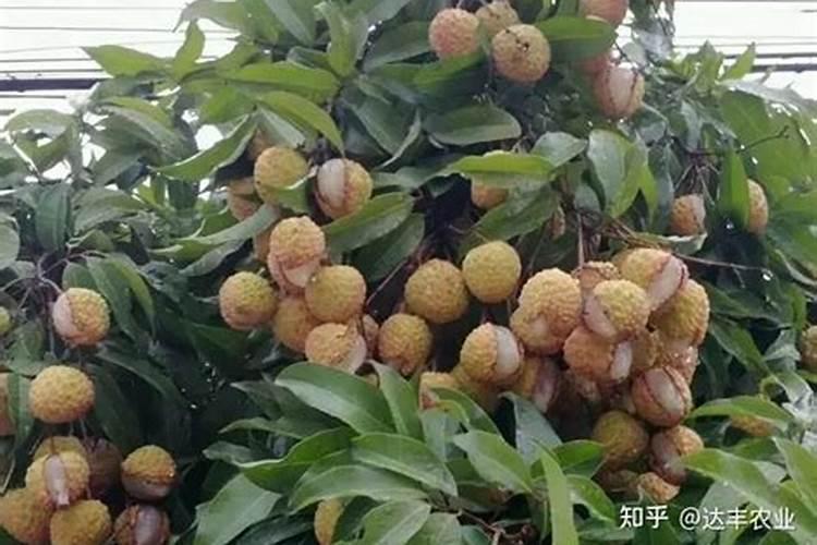 颗粒水溶肥“魔粒元素”,一亩地冲施多少？多了会烧苗吗？