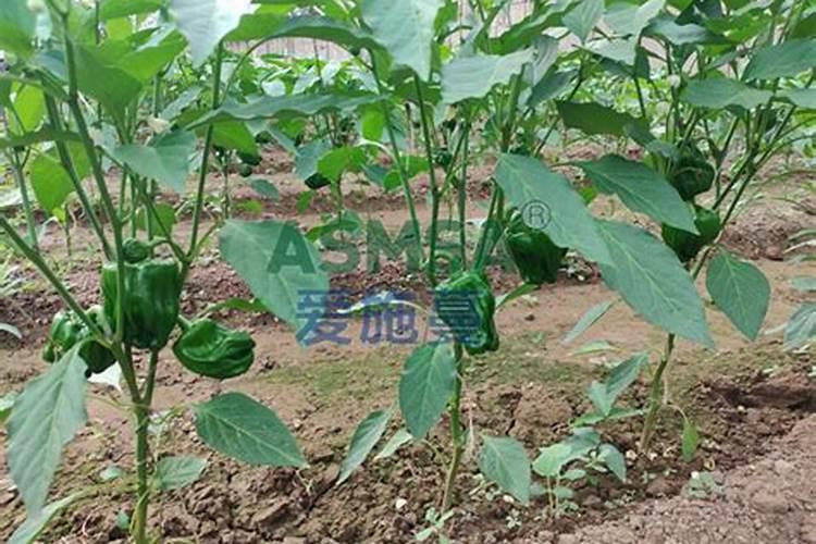 水溶肥辣椒田喷施用量？