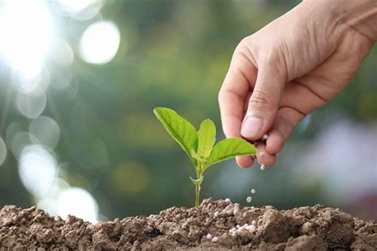 养花用磷钾肥有哪些