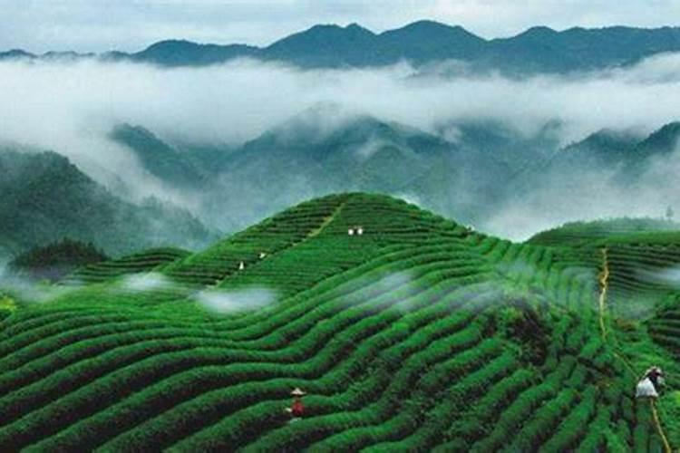 硼砂的对种植蔬菜有什么作用？