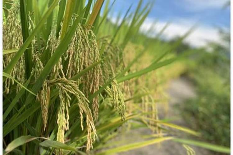 水稻孕穗期施肥用什么肥料