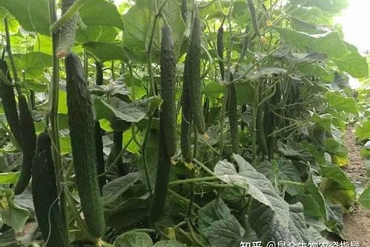 黄瓜结果了还要施肥吗 黄瓜结果期需要追什么肥