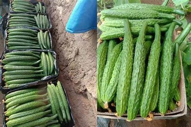 黄瓜追肥用什么肥料好
