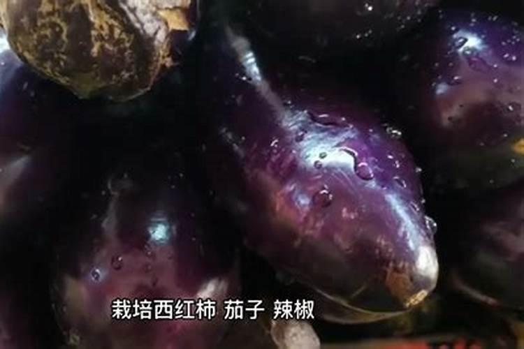 茶里面有什么