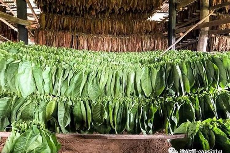 鼻烟什么牌子的好