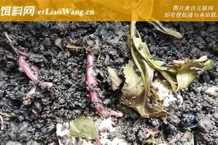 锦鲤喂什么饲料长得快？