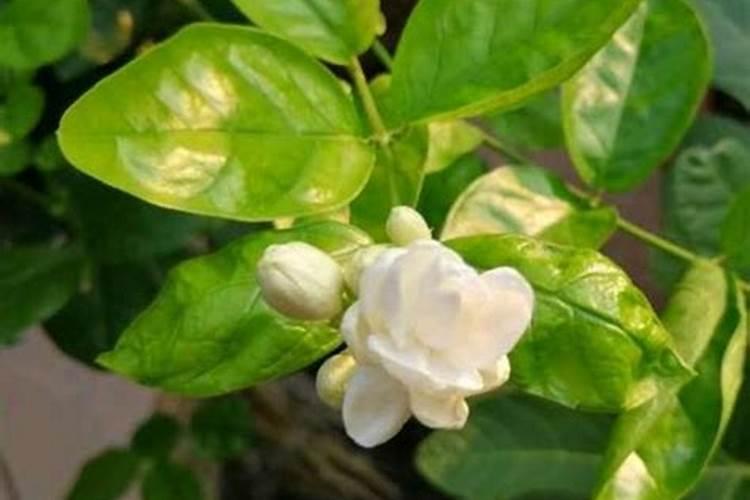 刚买回来的茉莉花掉苞