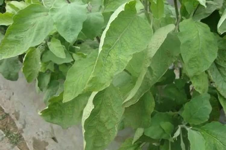 茄子缺素症防治方法