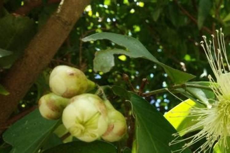 莲雾控梢后多久可以催花？